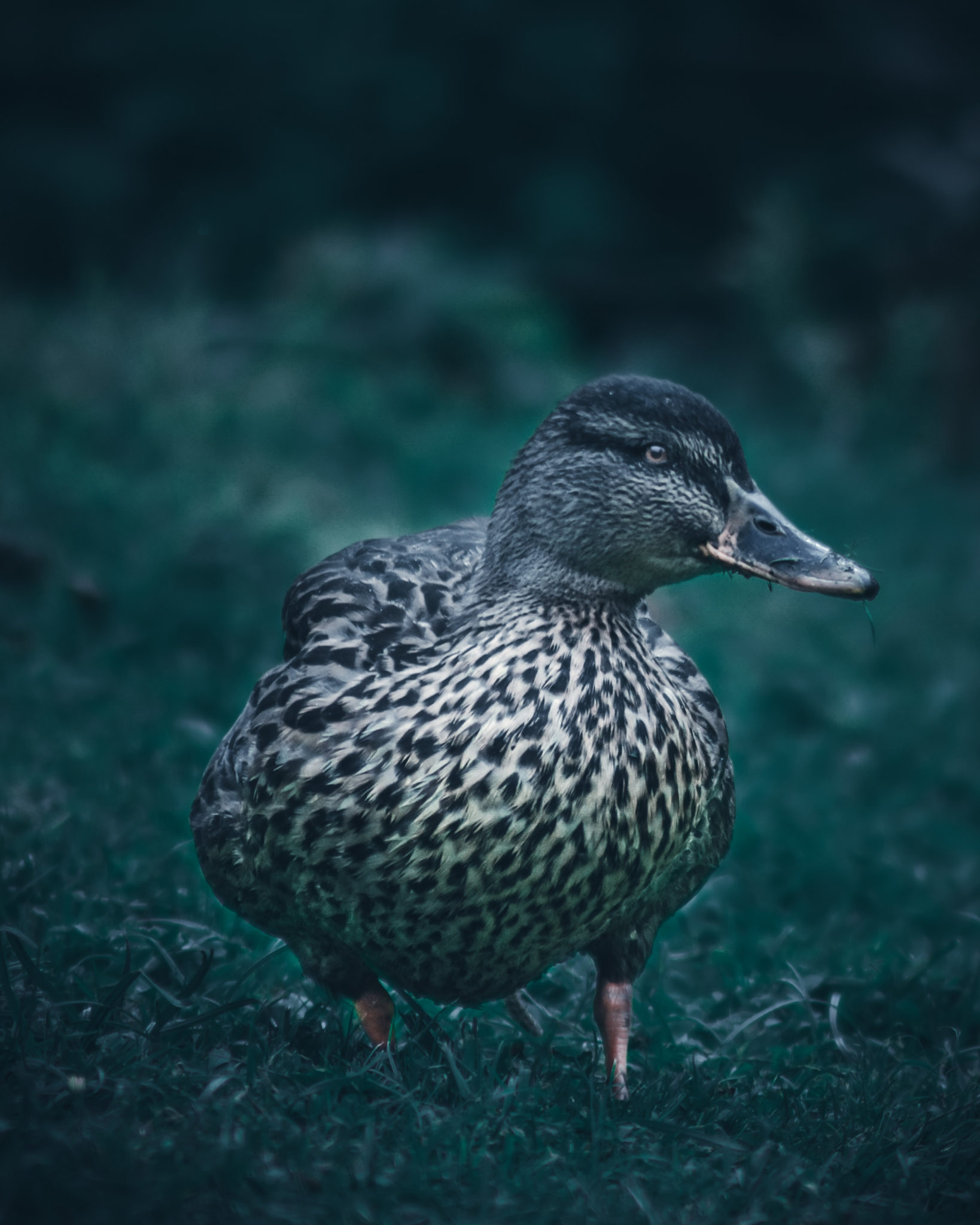 Canard